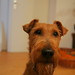 Robin Vincent Photo 10