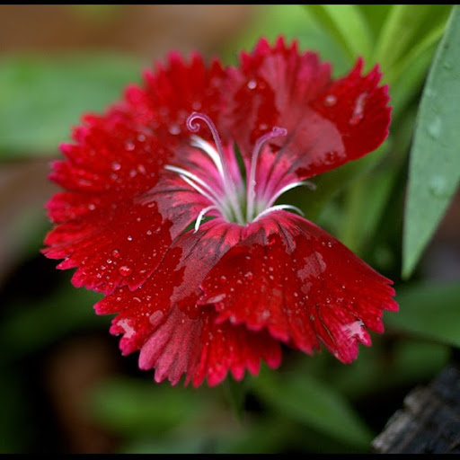 Michael Stone Photo 53