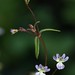 Steven Lesser Photo 15