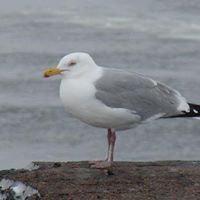 Paul Canfield Photo 10