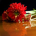 Rick Anzaldua Photo 2