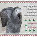 Mary Parrot Photo 5
