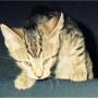 Marshall Fletcher Photo 12