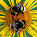Bee Yang Photo 31
