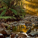 Elizabeth Forrest Photo 14