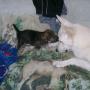 Janet Sullivan Photo 33