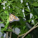 June Phipps Photo 8