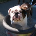 Susan Digby Photo 12
