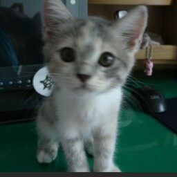 Chu Chang Photo 4