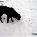 Julie Snow Photo 37