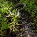 Stephen Szabo Photo 28