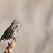 Jerry Sparrow Photo 15