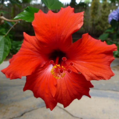 Joann Fleming Photo 15