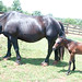 Cheryl Morris Photo 32