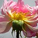 Susan Rose Photo 41