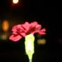 Jennifer Fifield Photo 13