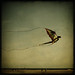 Christine Halstead Photo 28
