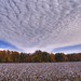 Virginia Field Photo 8