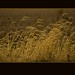 Timothy Fields Photo 19