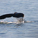 Tracy Frederick Photo 12