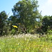 Janice Ray Photo 10