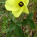 Vong Vang Photo 30
