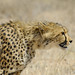 Martin Hunt Photo 37