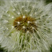 Mark Weed Photo 13