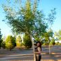 Jennifer Chao Photo 9