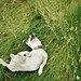 Joy Rollins Photo 25