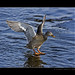 Richard Colvert Photo 5