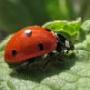 Nancy Connors Photo 21