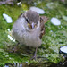 Deborah Sparrow Photo 23