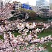 Sakura Yamada Photo 15