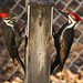 Jerry Downs Photo 24