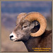 Jeffrey Horn Photo 41