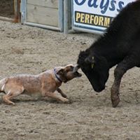 Cynthia Knowlton Photo 6