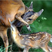 Love Doe Photo 16