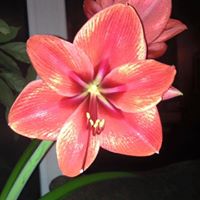 Kathryn Mccauley Photo 27