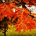 Douglas Maple Photo 11