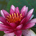 Lily Chang Photo 34