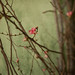 Anna Gilmore Photo 13
