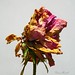 Susan Rose Photo 42