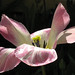 Julia Schaefer Photo 30