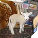 Kathleen Lamb Photo 7