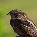 Robert Strickland Photo 27