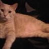 Chester Parker Photo 28