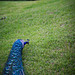Laura Peacock Photo 11