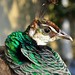 Louis Peacock Photo 18