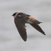 Mark Laux Photo 12